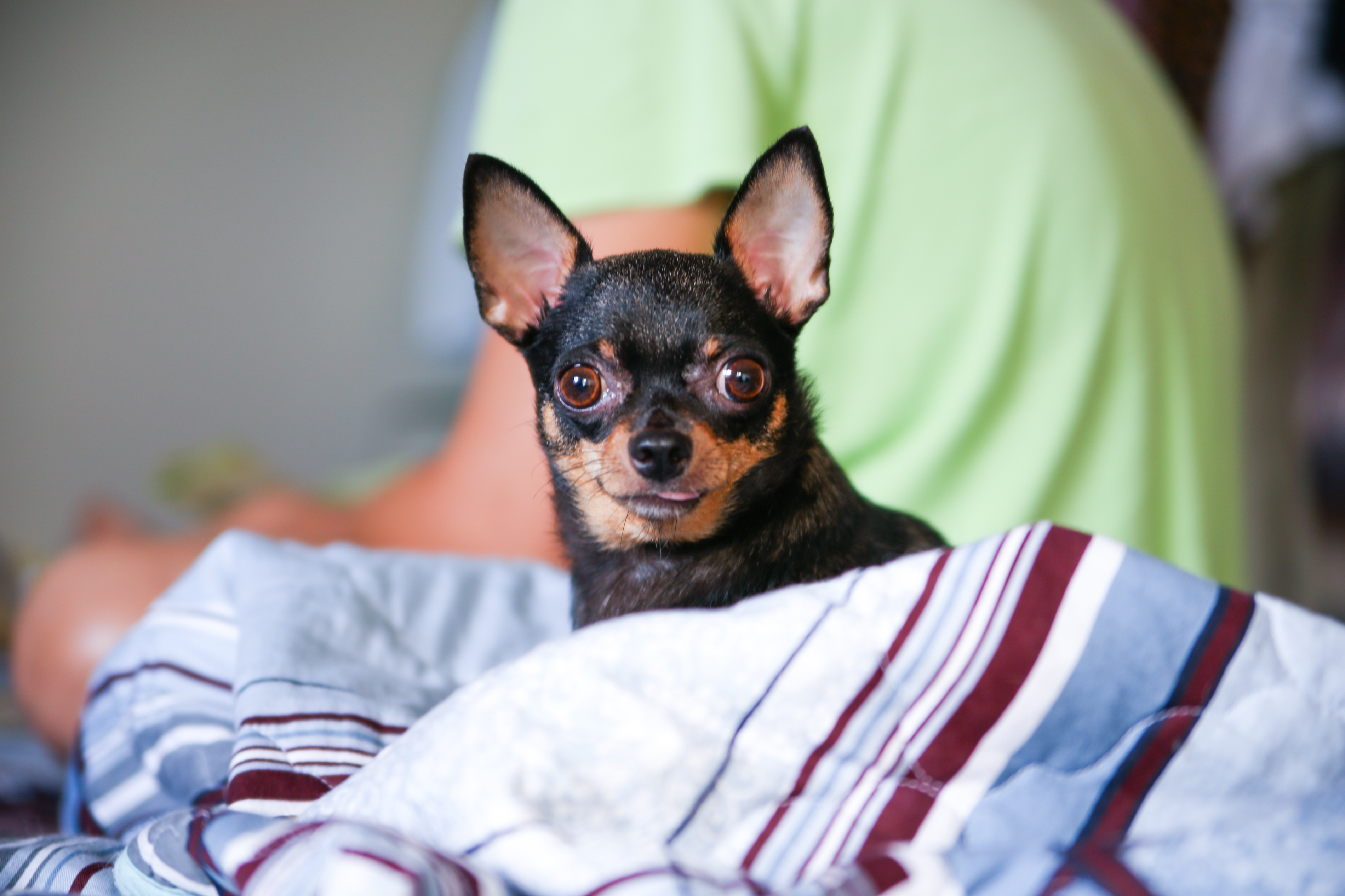 Choosing the Right Animal Hospital Alexandria, VA