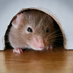 Keep the Critters Away with Mice Control in Halifax