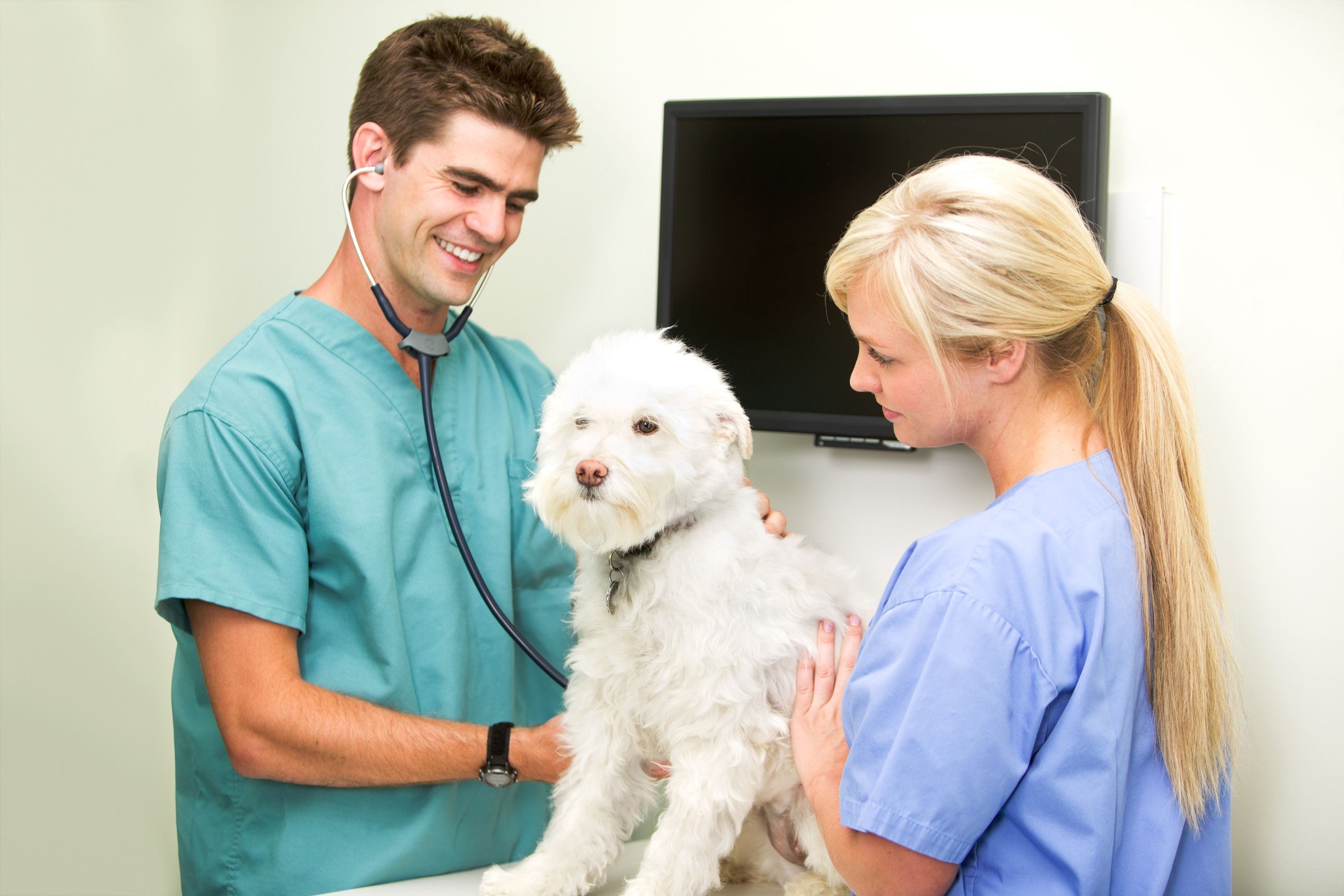 How a Tustin Animal Hospital Can Help You Cope With Difficult Times