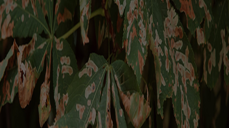 A Tree Service in Fayetteville GA Can Keep Your Home Looking Great