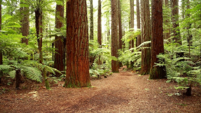 Excellent Tree Company in Marietta GA