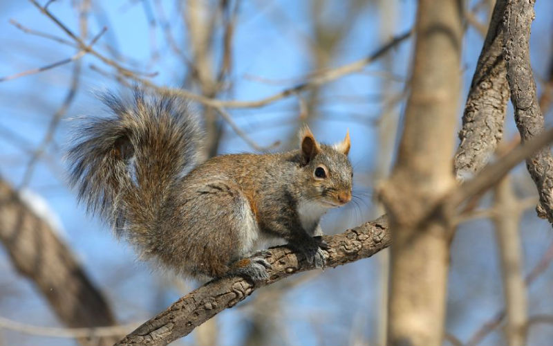 An Experienced And Humane Provider of Opossum Removal in Columbus OH