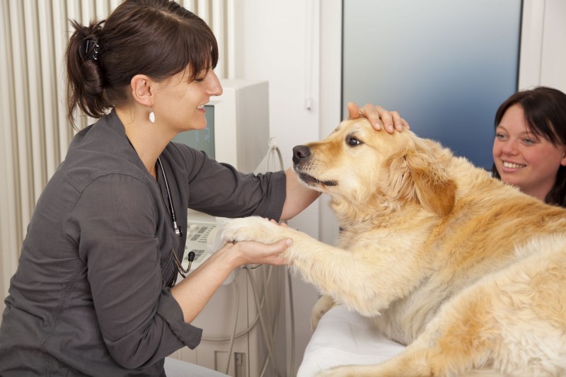 Using A Dog Groomer in Alexandria VA To Help With Fleas