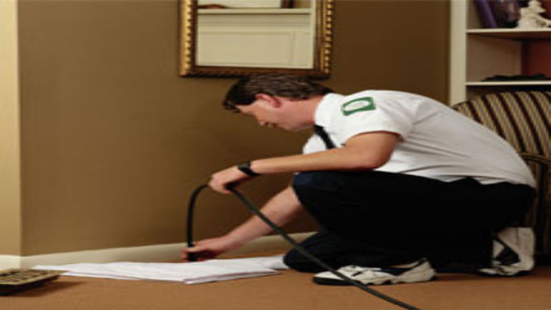 The Advantages of Expert Pest Control Services in Reading, MA
