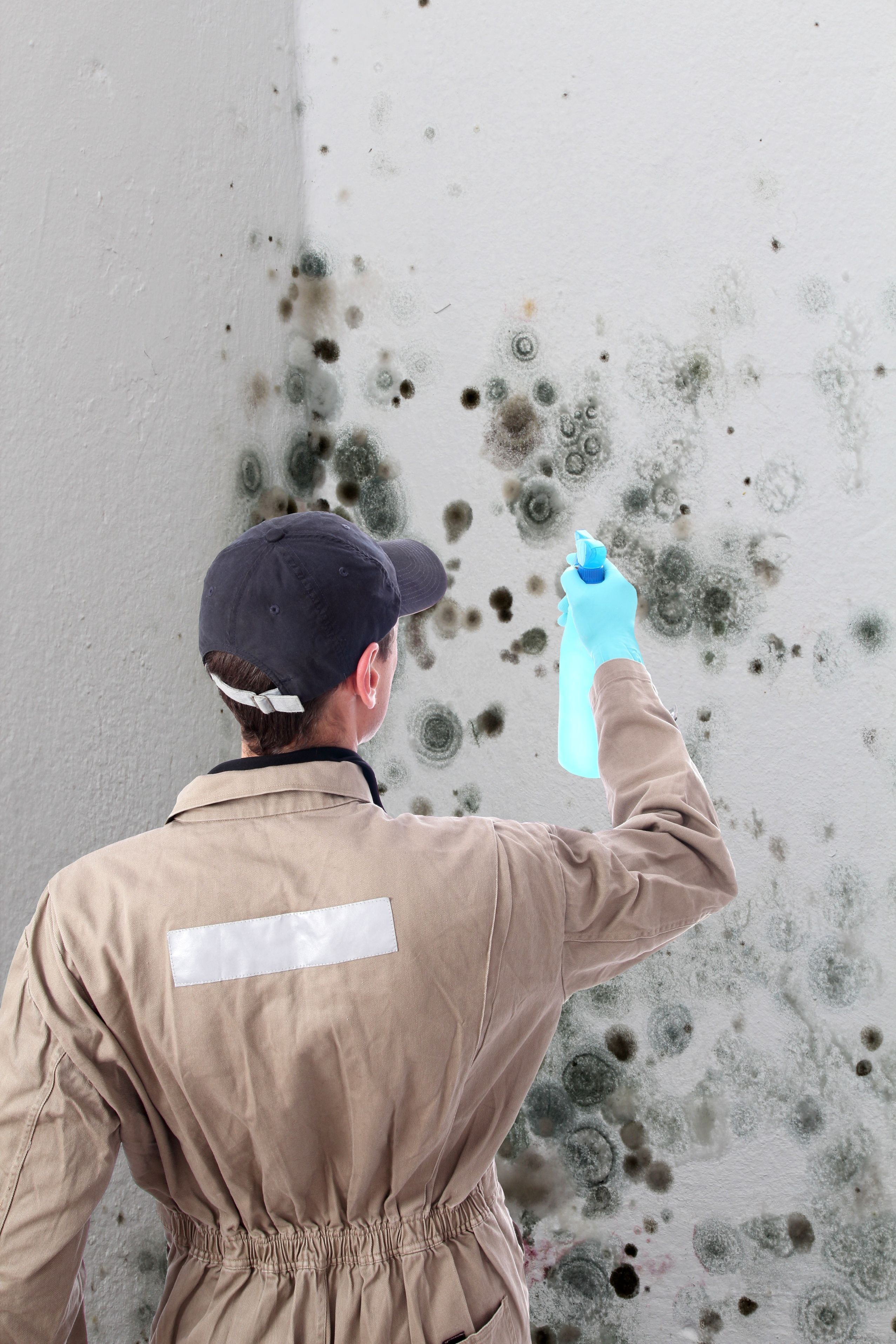 Professional Mold Testing Services To Get Your Home Free From Mold For Good