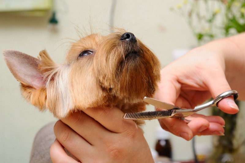 Using Knowledgeable Professionals for Puppy Grooming in Alexandria VA