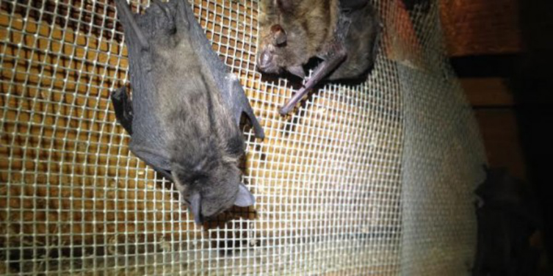 Why Go Batty When an Expert in Pest Control can be Your Solution