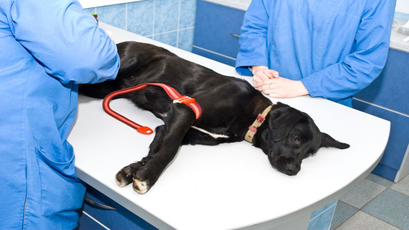 Preventative Care Will Keep Your Pet Out of the Animal Hospital near Rockville