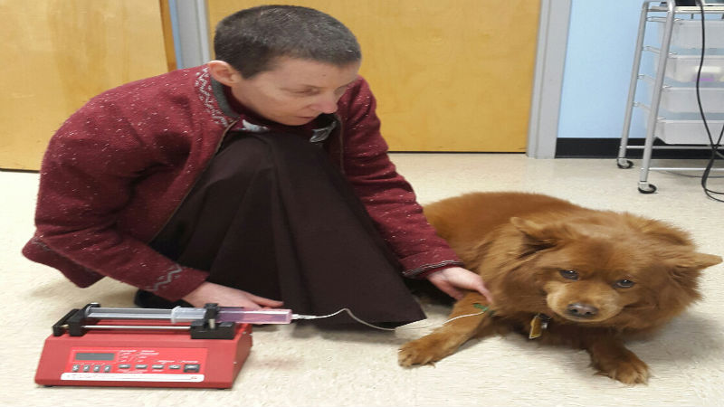 Three Alternative Therapies Available at a Holistic Veterinary Hospital