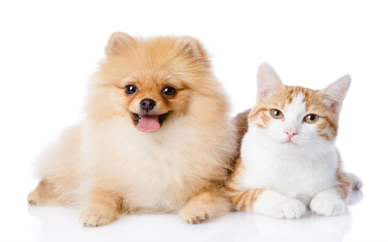 Animal Spay and Neuter—Helping Your Cat or Dog Live Healthier and Happier Lives