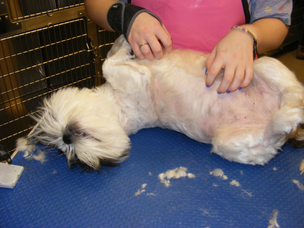 Taking Care of Dog Coats in Albany, OR, Is a Specialized Grooming Task