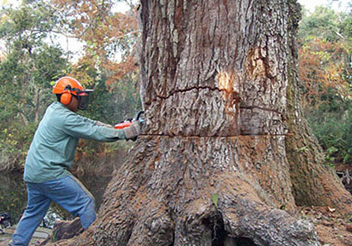 Protect Your Home with Tree Trimming Service State College PA Residents Rely On