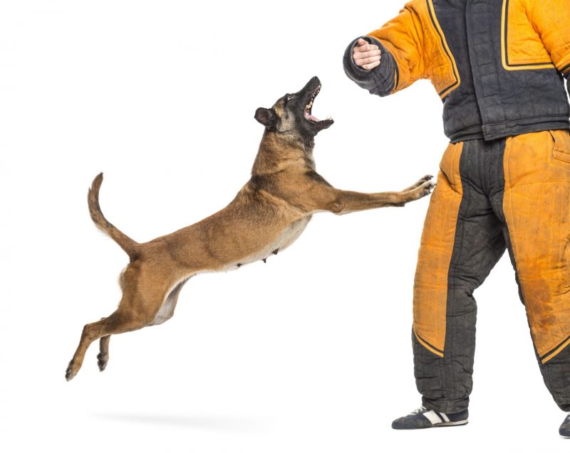 Dog Trainers in Chicago Help Families Enjoy their Pets