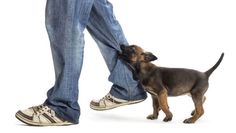 Reviewing A Dog Attack Case Through Personal Injury Law