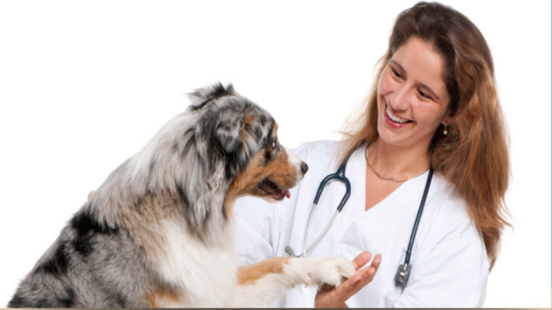 The Signs You Need an Animal Medical Center