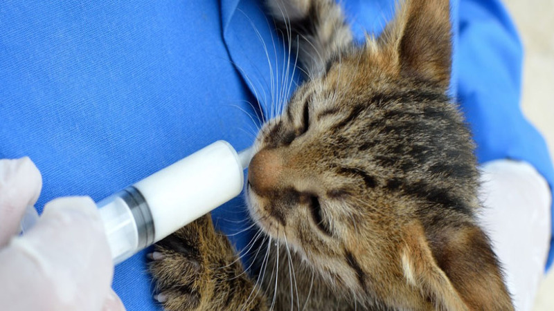 Never Miss Your Appointment at the Veterinary Hospital in Sugar Land