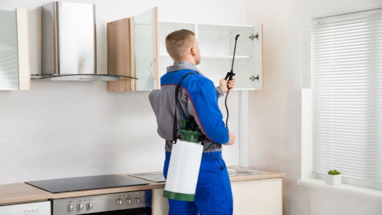 The Need Of Pest Control And The Importance Of Professional Pest Control Services