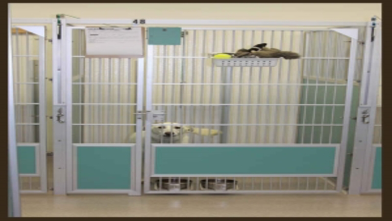 What to Look For in a Doggy Day Care in Omaha, NE