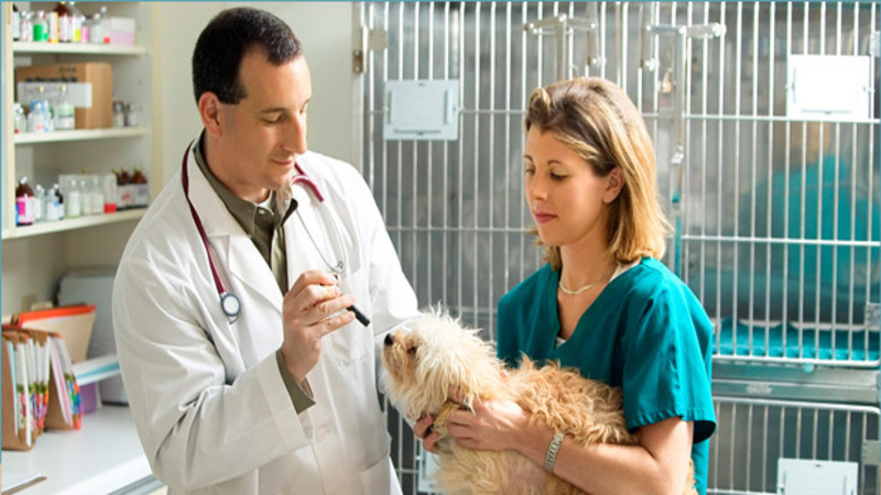 Pet Dermatology in Manahawkin, NJ Emphasizes Preventative Treatments