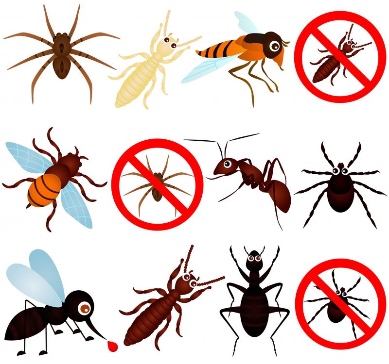 What Attracts Ants to Come in Your House