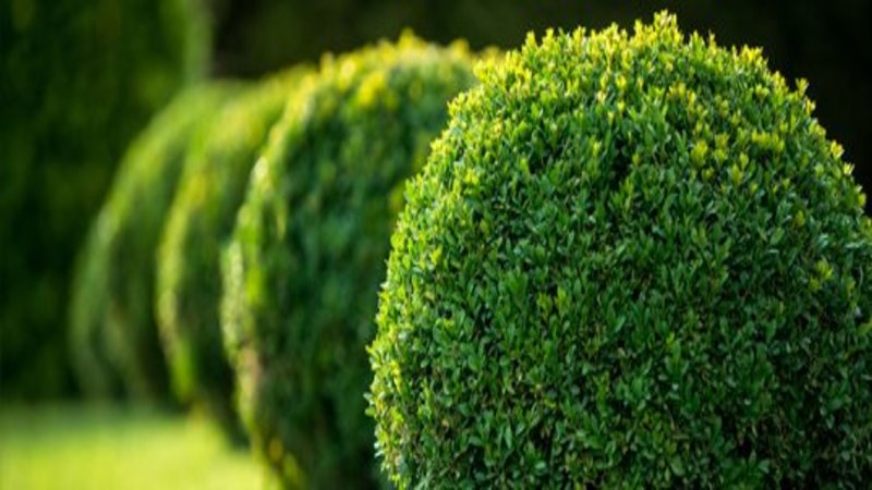 What to Look for in a Landscaping Contractor in Annapolis, MD