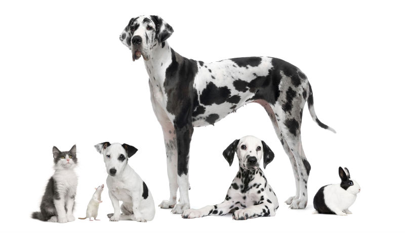 Trusting Professional Pet Grooming in Marysville