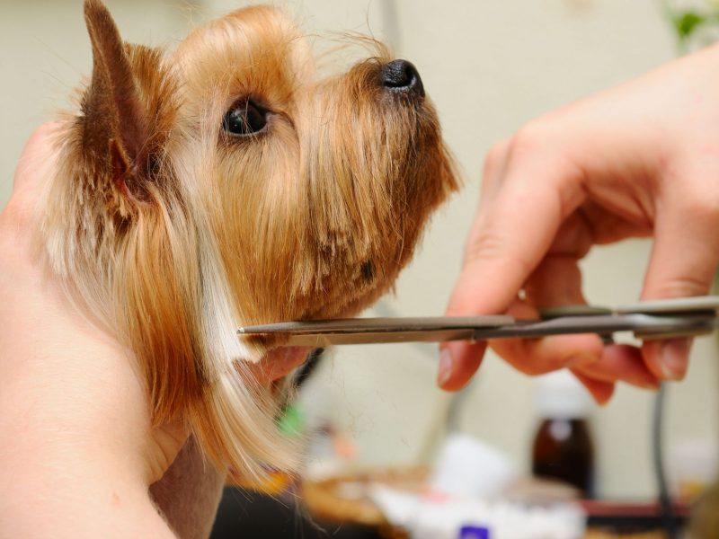 How to Prepare Your Dog For Dog Grooming in Alexandria, VA
