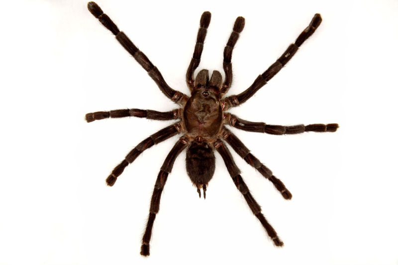 Signs it’s Time to Call Spiders Removal Services in Arlington VA NOW!