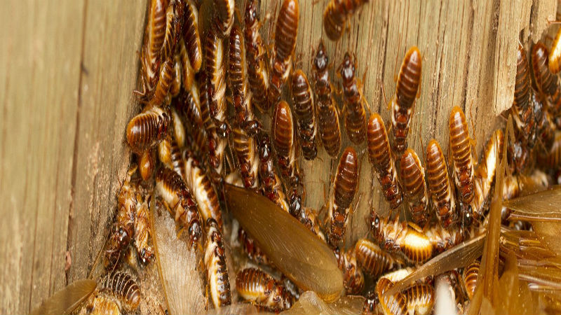 Why Owners Rely on Experts to Eliminate Termites in Harford County Homes