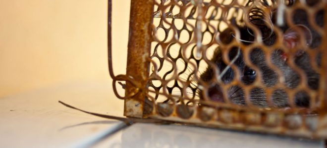 3 Benefits Provided by Annapolis Pest Control ...