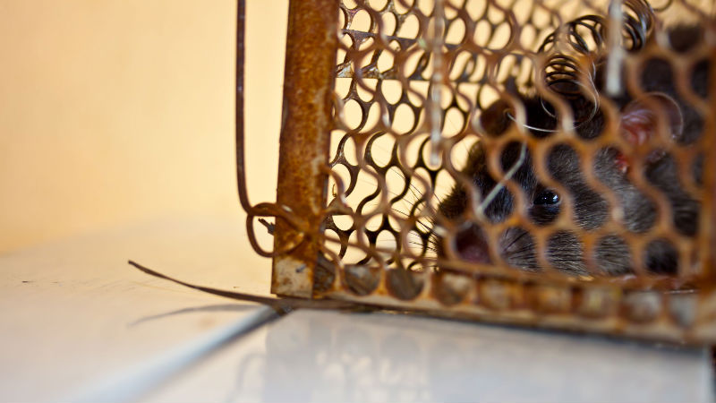 3 Benefits Provided by Annapolis Pest Control Professionals