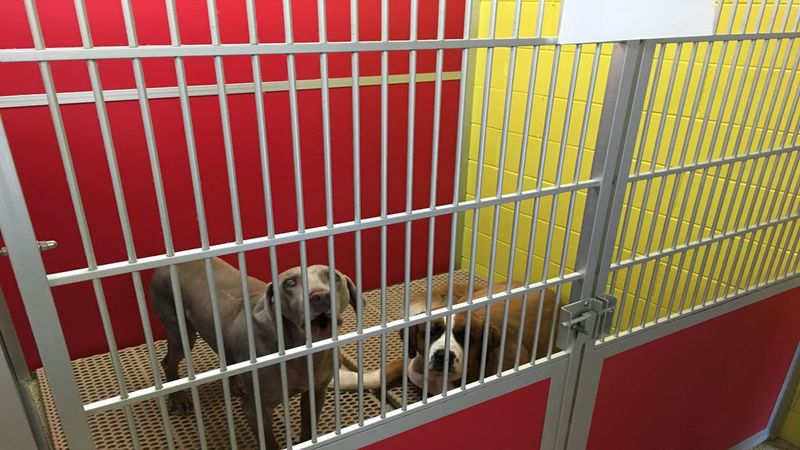 Advantages of Doggy Daycare Over Excessive Time in an Outdoor Dog Kennel in Omaha, NE