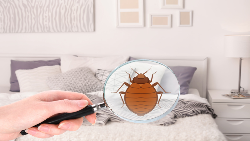 3 Important Tips for Getting Bed Bugs out of Your Keizer, OR, Home