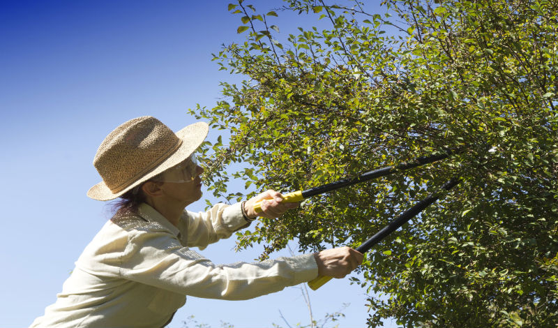 3 Benefits of Pruning Trees in Orange County