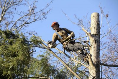 If you Have Trees, then you May Need a Tree Service in Austin