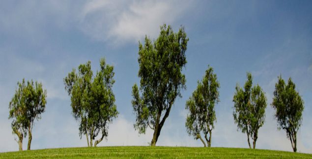 Why You Should Remove Storm Damaged Trees from Your Yard