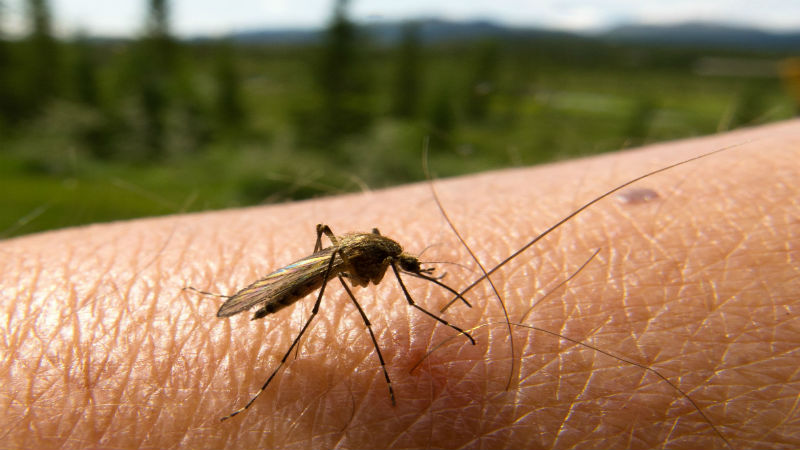What You Should Know About Mosquito Treatment in Greenville, SC