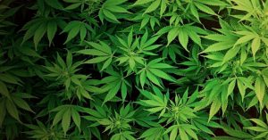 Utilize a Company Providing Hemp in Washington to Help Relieve Anxiety