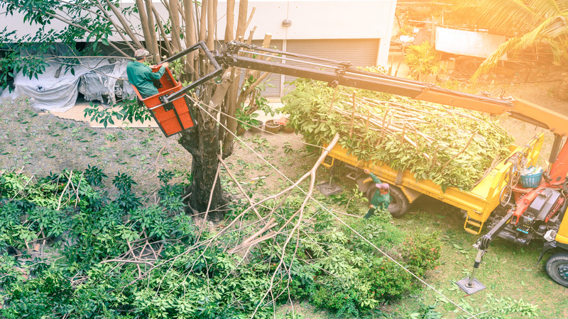 Tree Care In Asheville NC