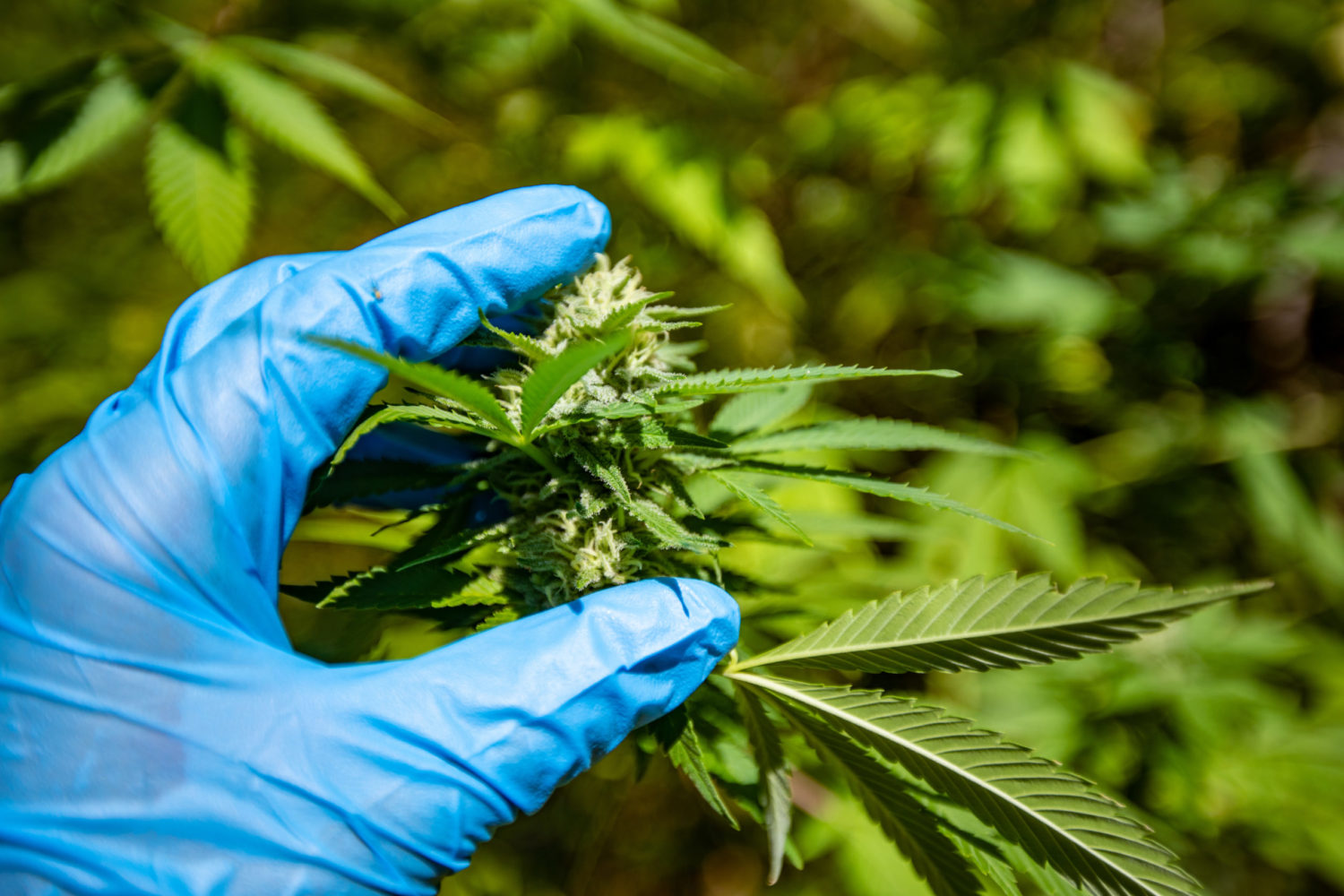 Take Your Production to the Next Level with an Indoor Cultivation Facility Design