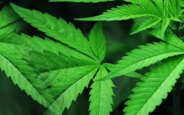 Support From Medical Marijuana Doctors