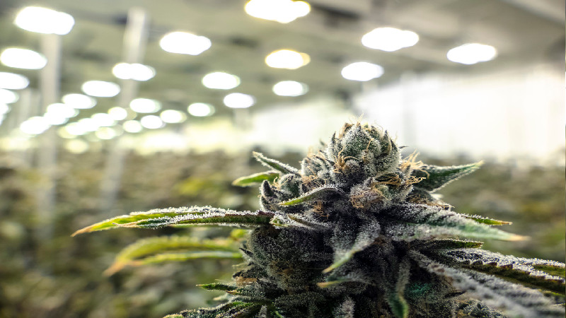 Looking for an Indoor Cultivation Facility Design?