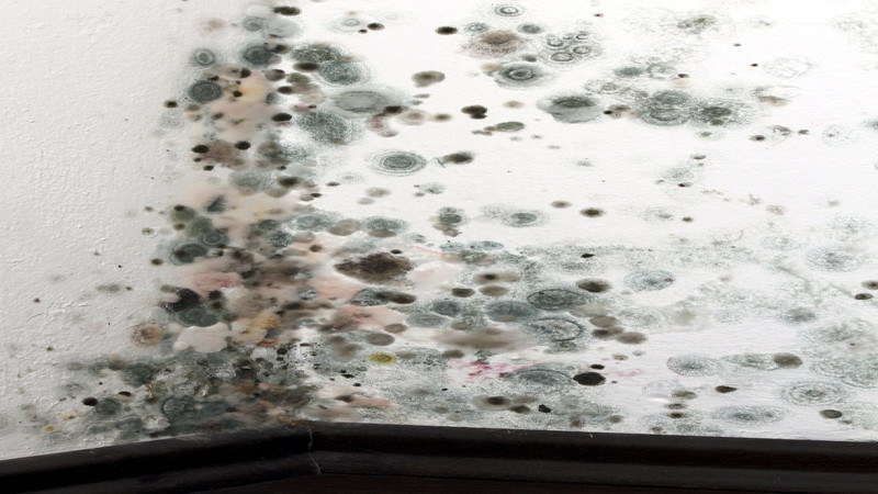 Only the Pros can Expertly Handle Mold Removal in San Antonio