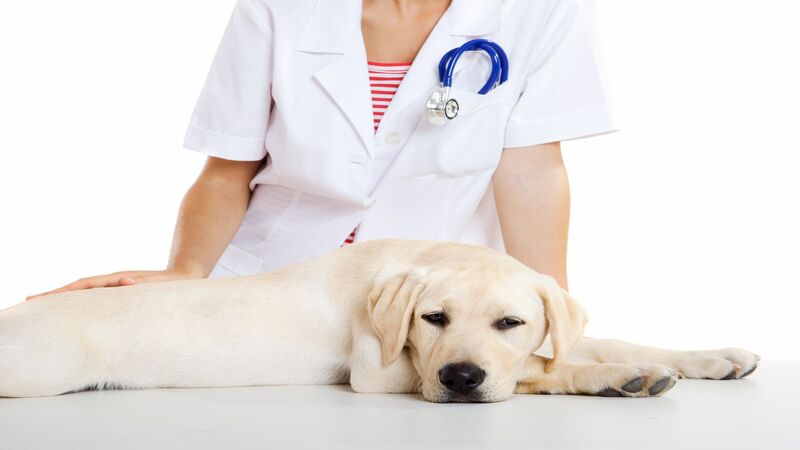 Why Pet Wellness in Birmingham Is Important