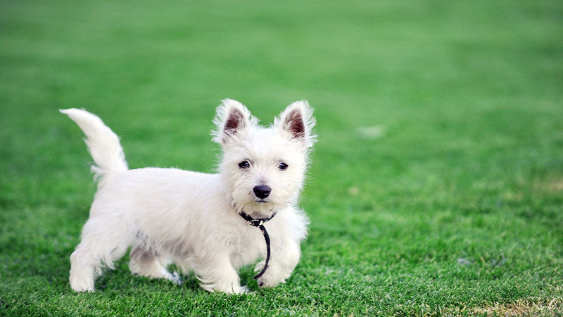 Give Your Pup the Best Local Dog Daycare in Denver
