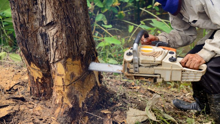 The Benefits of Hiring ISA-Certified Arborists for Stump Grinding Middleburg FL