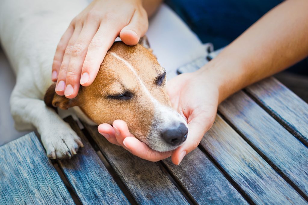 Stress-Free Grooming at Your Doorstep – Mobile Dog Washing Service in Aurora, CO