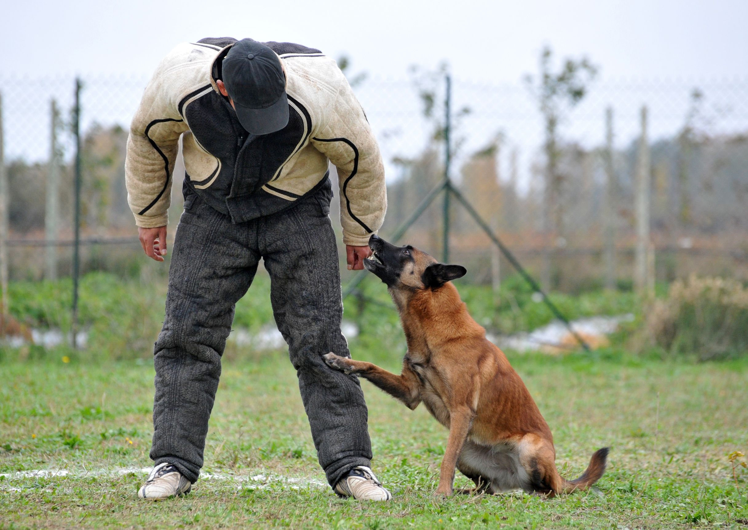 Top Reasons to Hire a Private Dog Trainer in Pensacola, FL