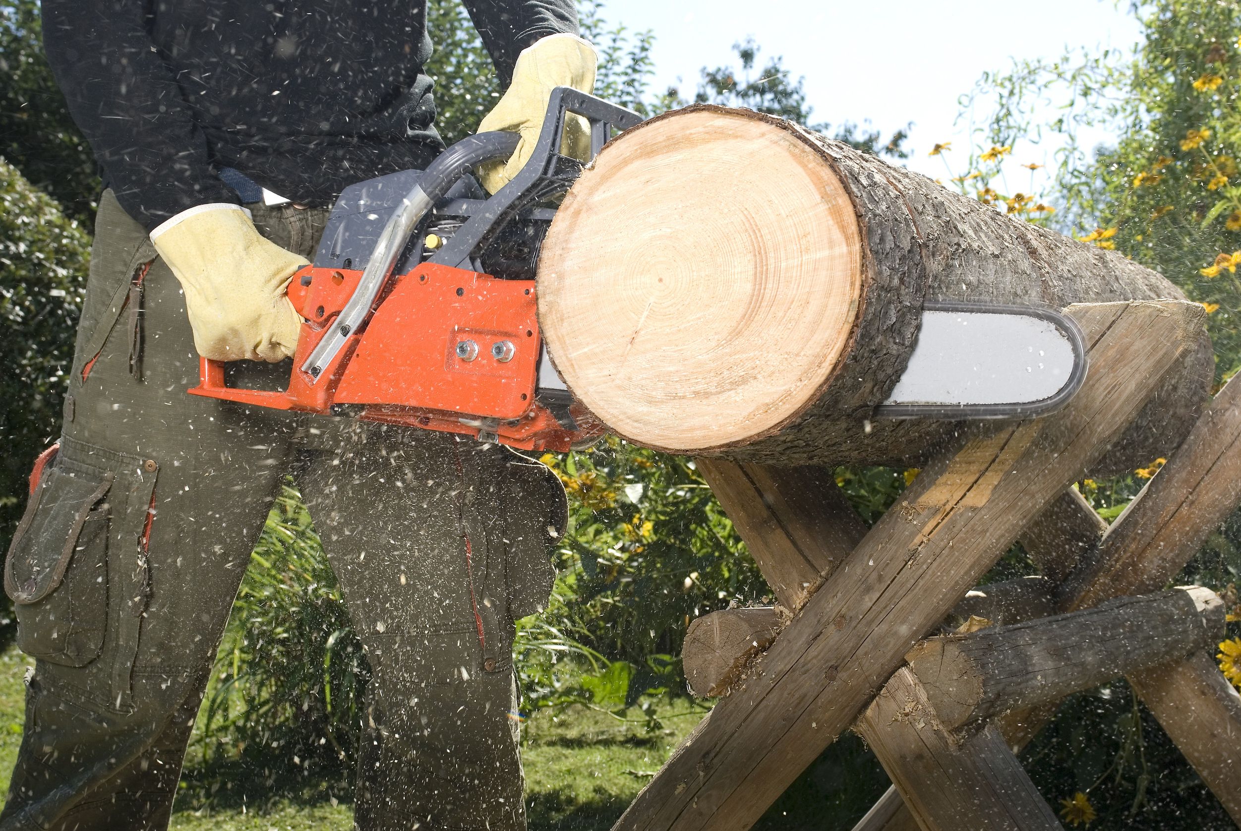 Top 3 Reasons Why You Need to Use a Tree Pruning Service in Santa Rosa, CA