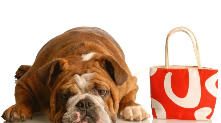 Show Your Furry Friend Some Love: 3 Benefits of Gifts for Dogs